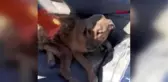 Burdur çöplükte bulunan yaralı köpek tekerlekli sandalyeyle yaşama tutunacak