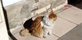 8 kiloluk kedi 'şerafettin', esnafın maskotu oldu