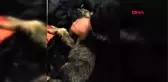 Erzurum soğuktan donan köpeği kalp masajı ile hayata döndürdüler