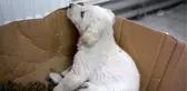 Patisi kopan köpek yavrusuna cerrahi müdahale