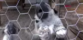 Sivas 'kangal köpeğinde ırk karmaşasına son verilmeli'