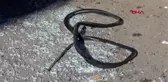 Adıyaman otomobil önce yayaya sonra refüje çarptı: 1 ölü, 2 yaralı