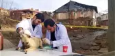 Gönüllü veterinerler depremden etkilenen hayvanları tedavi etti