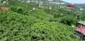 İstanbul-karadeniz'de 'kahverengi kokarca' hızla yayılıyor? 1 milyar dolar zarar var