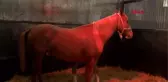 Spor şampiyon adayı taylar