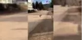 Osmaniye'de aç kalan tilki şehre indi