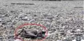 Bir ilçe diken üstünde! Farklı noktalarda bulunan 2 yarasa ölüsü vatandaşları korkuttu