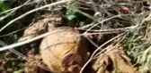 Çanakkale savaşları'ndan kalma patlamamış 'tüfekçiyef' el bombası imha edildi