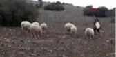 Çiftçilerin korkulu rüyası 'çal canavarını' telef etti çiftçileri büyük bir dertten kurtardım.