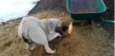 Ölen yavrusunu kendisi gömen köpek, izleyenleri duygulandırdı