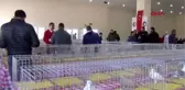 Manisa kafesteki güzeller podyuma çıktı