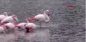 Konya ivriz baraj gölü'nde 12 flamingo ölü bulundu
