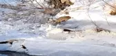 Kars'ta ortaya çıktı