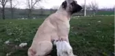 Köpek annesi ölen keçiyi her gün emziriyor