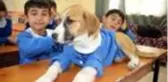 Köy okulunun maskotu olan köpek Fındık rahatsızlandı