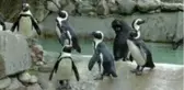 Hayvanat bahçesinde penguenlere çipli takip