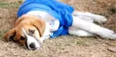 Öğrencilerin sevgilisi 'Fındık' isimli köpekten üzücü haber! Karantinaya alındı