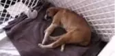 Okullu köpek 