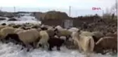 Van depremzede aileler, soğukta üşüyen kuzularını sobanın yanında ısıtıyor