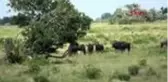 Güney afrika yaban hayatı fotoğrafçılarının güney afrika'daki tehlikeli yolculuğu