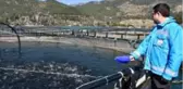 Muğla'nın alabalık üretimi 21 bin tona çıktı