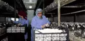 Türkiye'nin mantar merkezi Korkuteli'de üreticiler fiyat artışı istiyor