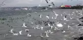 Martı ve karabatakların küçükçekmece gölü'nde ekmek kapma çabası