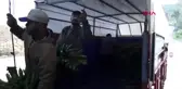 Antalya-gazipaşa muzu ithal muzu bitiriyor