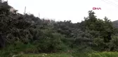 Antalya yenidünya ilk meyvesini alanya'da verdi