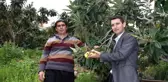 Malta eriğinde ilk hasat yapıldı, kilogramı 50 TL'den tezgahlarda yerini aldı