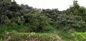 Yenidünya hasadına başlandı