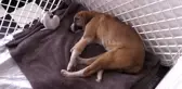 (ARŞİV) Okullu köpek 