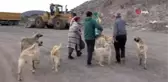 Zile'de sokak hayvanları ölüme terk edildi
