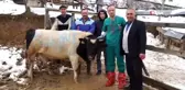 15 kilo doğan prematüre buzağı, 14 ayda 395 kiloya ulaştı