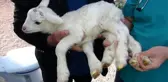6 bacaklı kuzu görenleri şaşırttı