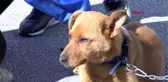 BURSA Öğrencilerin 'Sakin' adını verdiği köpek, okulun maskotu oldu