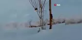Yüksekova'da beyaz gelincik görüntülendi