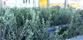 Ayvalıklı zeytin üreticisine 15 bin fidan desteği
