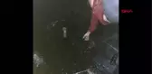 DİYARBAKIR Çocukların petrol atığı kuyusundan kurtardıkları köpeği sahiplendiler