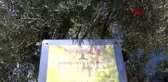 RİZE İLE İZMİR ARASINDA KOLONYA REKABETİ; ÇAY MI ZEYTİN Mİ -2