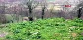 ZONGULDAK Bağışıklık sistemini arttıran kara lahana, sosyal medyada gündem oldu
