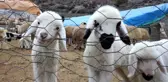 Kuzuların süt ısrarı tebessüm ettirdi