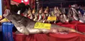 Elazığ'da son yılların en büyük turnası yakalandı: 2 metre, 138 kilo