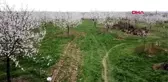 MALATYA Ağaçlar çiçek açtı, bahçeler düğün fotoğrafçılarının mekanı oldu