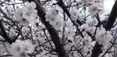 Malatya'da kayısı bahçeleri çiçek açtı...Don riski üreticiyi endişelendiriyor