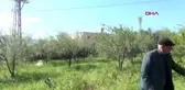 MERSİN Silifke'de fırtına badem çağlalarını etkiledi
