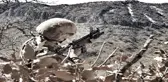 Güvenlik güçlerine el bombası atma hazırlığında olan terörist etkisiz hale getirildi