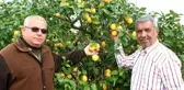 Koronavirüs limona olan talebi artırınca dalında kilosu 2 liradan 5 liraya çıktı