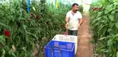ANTALYA Kumlucalı sera üreticisine koronavirüs molası yok