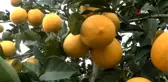 Korona, limon fiyatlarını fırlattı
